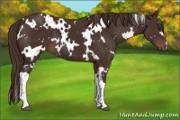 Horse Color:White Spotted Liver Chestnut 
