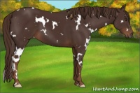 Horse Color:White Spotted Liver Chestnut 