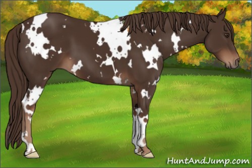 Horse Color:White Spotted Liver Chestnut