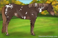 Horse Color:White Spotted Liver Chestnut 
