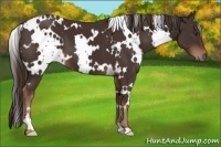 Horse Color:White Spotted Liver Chestnut 