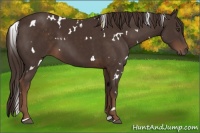 Horse Color:White Spotted Liver Chestnut 