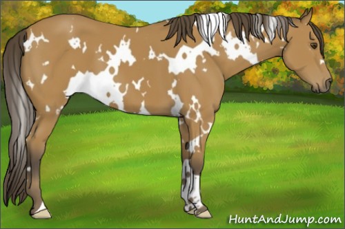 Horse Color:White Spotted Buckskin 