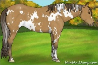 Horse Color:White Spotted Buckskin