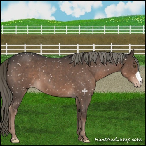 Horse Color:Liver Red Roan Mushroom Appaloosa 