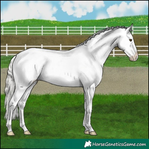 Horse Color:Liver Chestnut Mushroom Appaloosa 