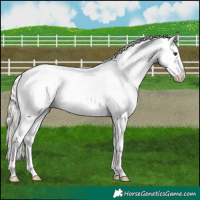 Horse Color:Liver Chestnut Mushroom Appaloosa 
