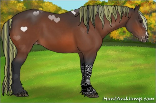 Horse Color:Painted Bay Appaloosa 