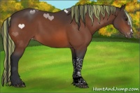 Horse Color:Painted Bay Appaloosa 
