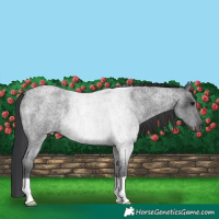 Horse Color:Blue Roan Rabicano 
