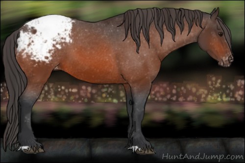 Horse Color:Bay Appaloosa 