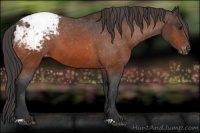 Horse Color:Bay Appaloosa 