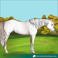 Horse Color:Gray White Spotted Red Roan 