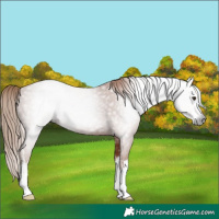 Horse Color:Gray White Spotted Chestnut 