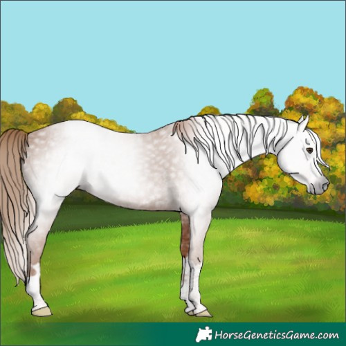 Horse Color:Gray Chestnut 