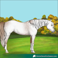 Horse Color:Gray Chestnut 