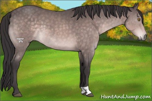 Horse Color:Platinum Buckskin