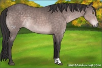 Horse Color:Platinum Buckskin 