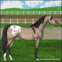 Horse Color:Bay Dun Appaloosa 