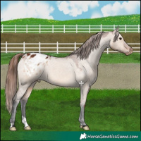 Horse Color:Bay Dun Appaloosa 