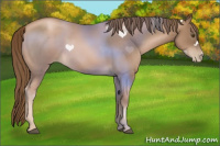 Horse Color:Liver Chestnut Pearl 
