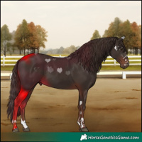 Horse Color:Liver Chestnut 