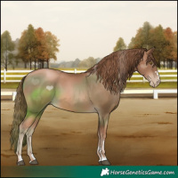 Horse Color:Liver Chestnut Pearl 