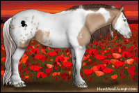 Horse Color:Amber Champagne Splash Tobiano Appaloosa 