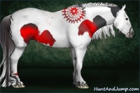 Horse Color:Black Splash Tobiano 