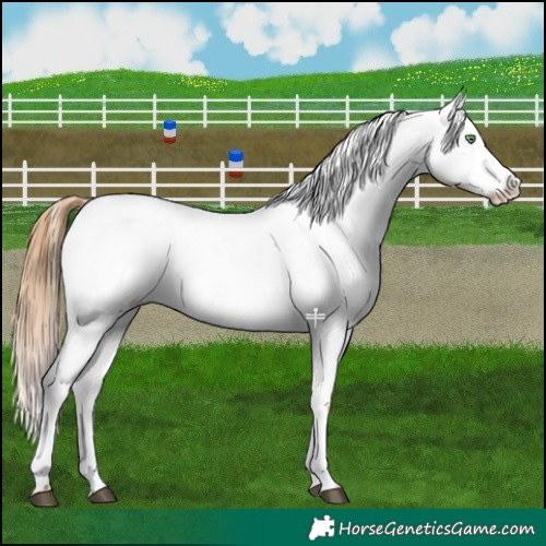 Horse Color:White Spotted Red Dun Appaloosa 