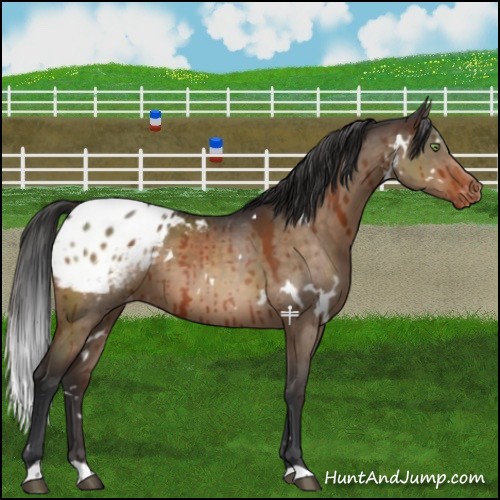 Horse Color:White Spotted Brown Dun Blanket Brindle 