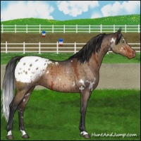 Horse Color:White Spotted Brown Dun Blanket Brindle 