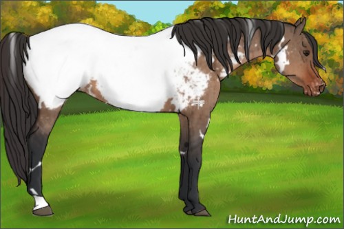 Horse Color:White Spotted Brown Dun Appaloosa Brindle 