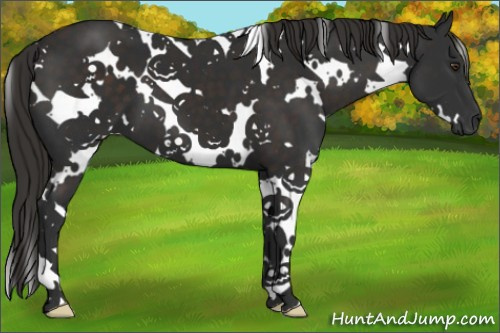 Horse Color:White Spotted Liver Chestnut
