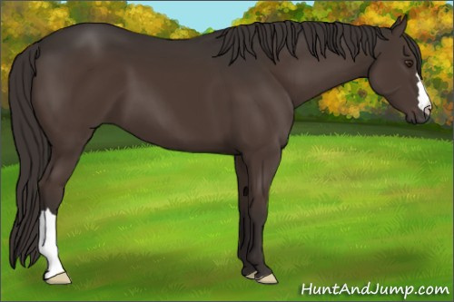 Horse Color:Liver Chestnut 