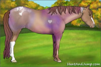 Horse Color:Liver Chestnut Pearl Appaloosa