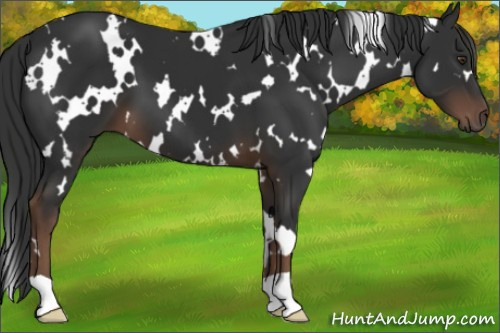 Horse Color:White Spotted Liver Chestnut 