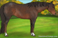 Horse Color:Liver Chestnut 
