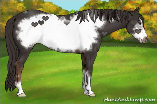 Horse Color:Liver Chestnut Frame 
