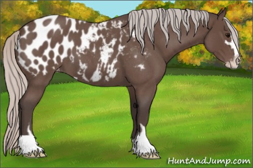 Horse Color:Silver Blue Roan Sabino Appaloosa