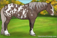 Horse Color:Silver Blue Roan Sabino Appaloosa 
