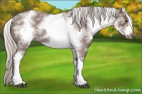 Horse Color:White Spotted Silver Blue Roan Frame 