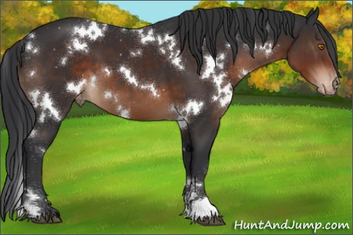 Horse Color:White Spotted Brown Appaloosa 