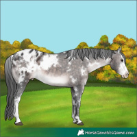 Horse Color:Platinum White Spotted Brown Sabino Appaloosa 