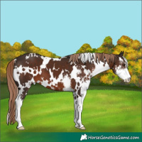 Horse Color:White Spotted Liver Chestnut Sabino 