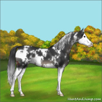 Horse Color:White Spotted Black Splash