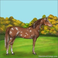 Horse Color:White Spotted Chestnut Sabino