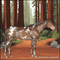 Horse Color:White Spotted Liver Chestnut