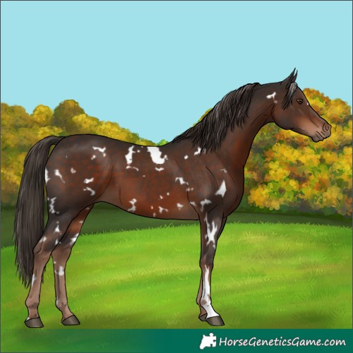 Horse Color:White Spotted Liver Chestnut 