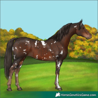 Horse Color:White Spotted Liver Chestnut 